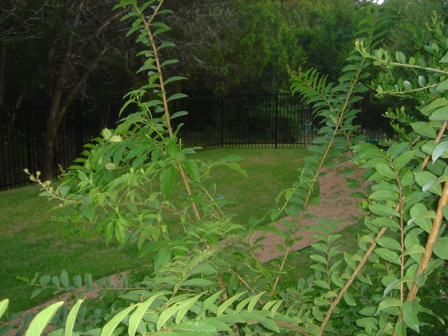 2006-08-01-6607 Conifer Cove-14.jpg